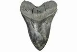 Giant, Fossil Megalodon Tooth - South Carolina #165417-2